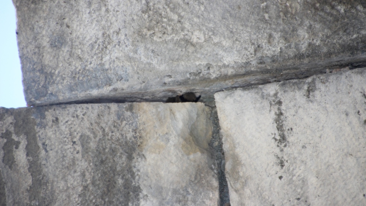 Savi`nin Cüce Yarasası (Hypsugo savii)