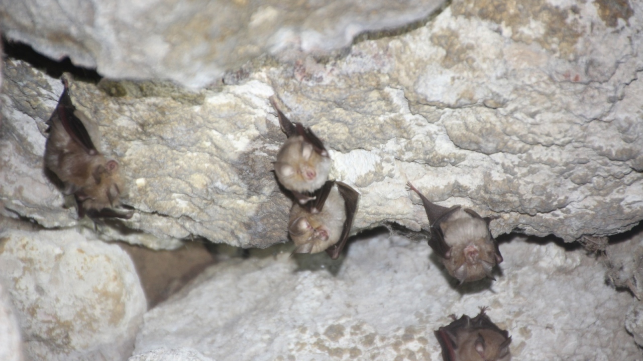 Küçük Nalburunlu Yarasa (Rhinolophus hipposideros )