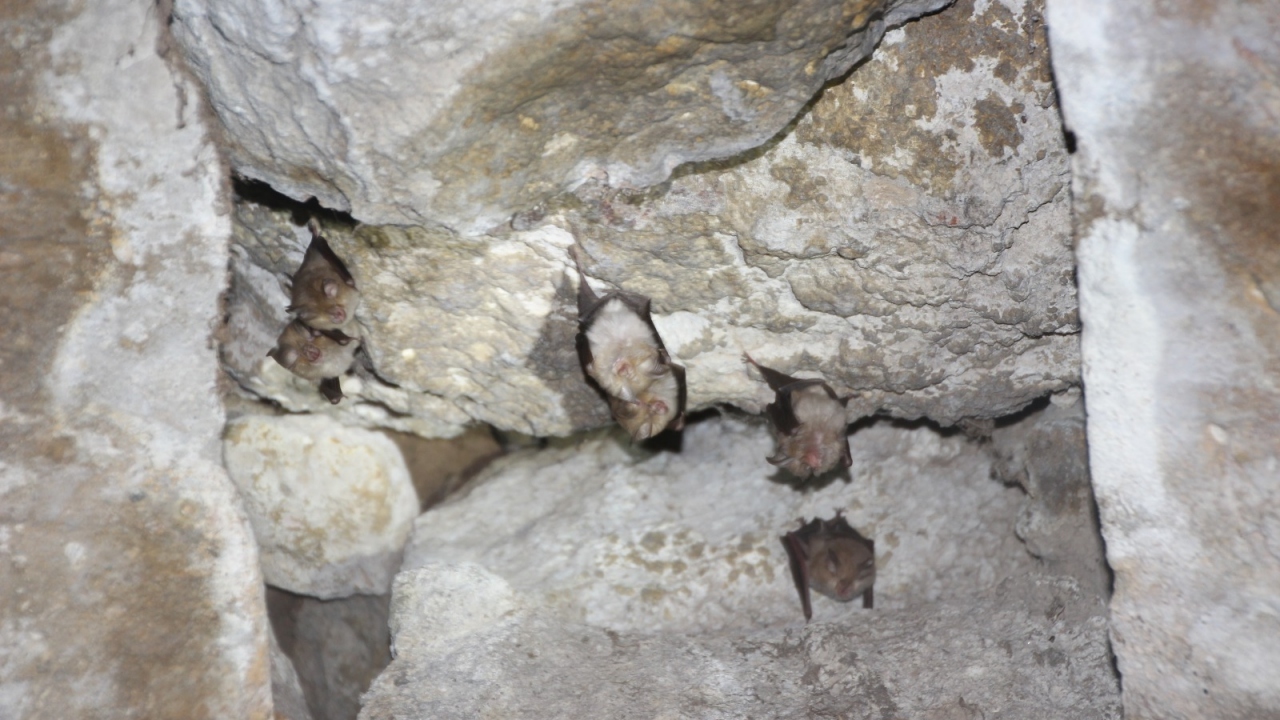 Küçük Nalburunlu Yarasa (Rhinolophus hipposideros )