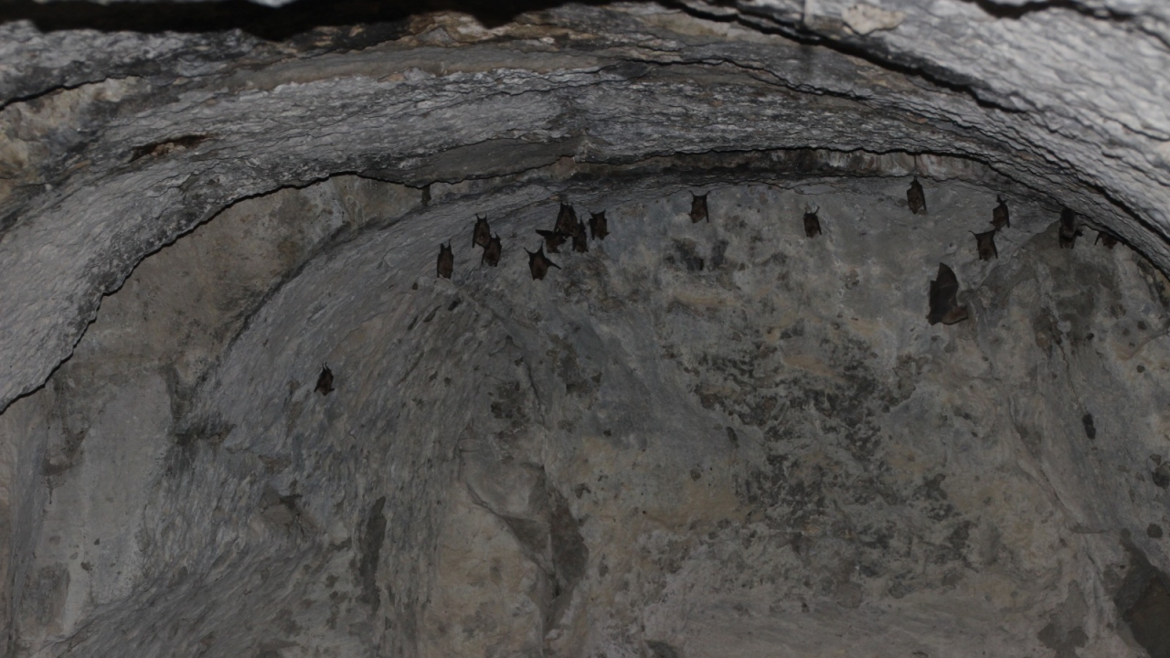 Büyük Nalburunlu Yarasa (Rhinolophus ferrumequinum)