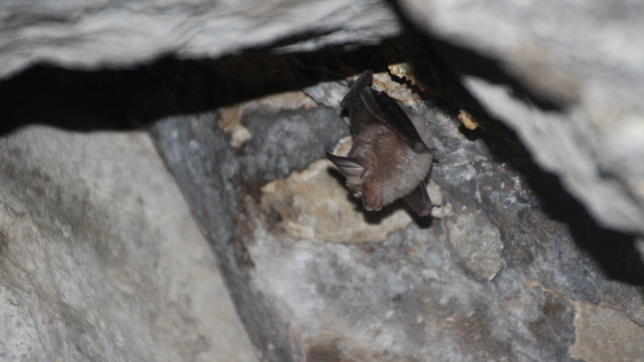 Büyük Nalburunlu Yarasa (Rhinolophus ferrumequinum)