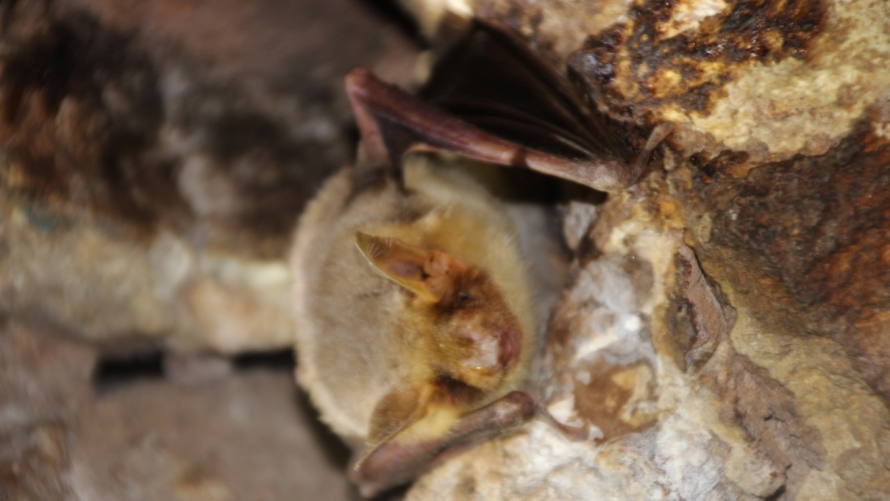 Büyük Farekulaklı Yarasa (Myotis myotis)