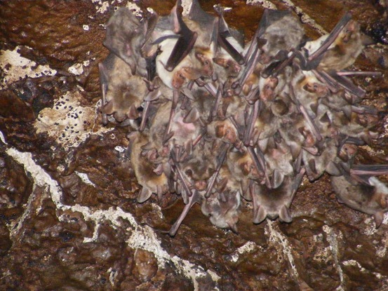 Büyük Farekulaklı Yarasa (Myotis myotis)