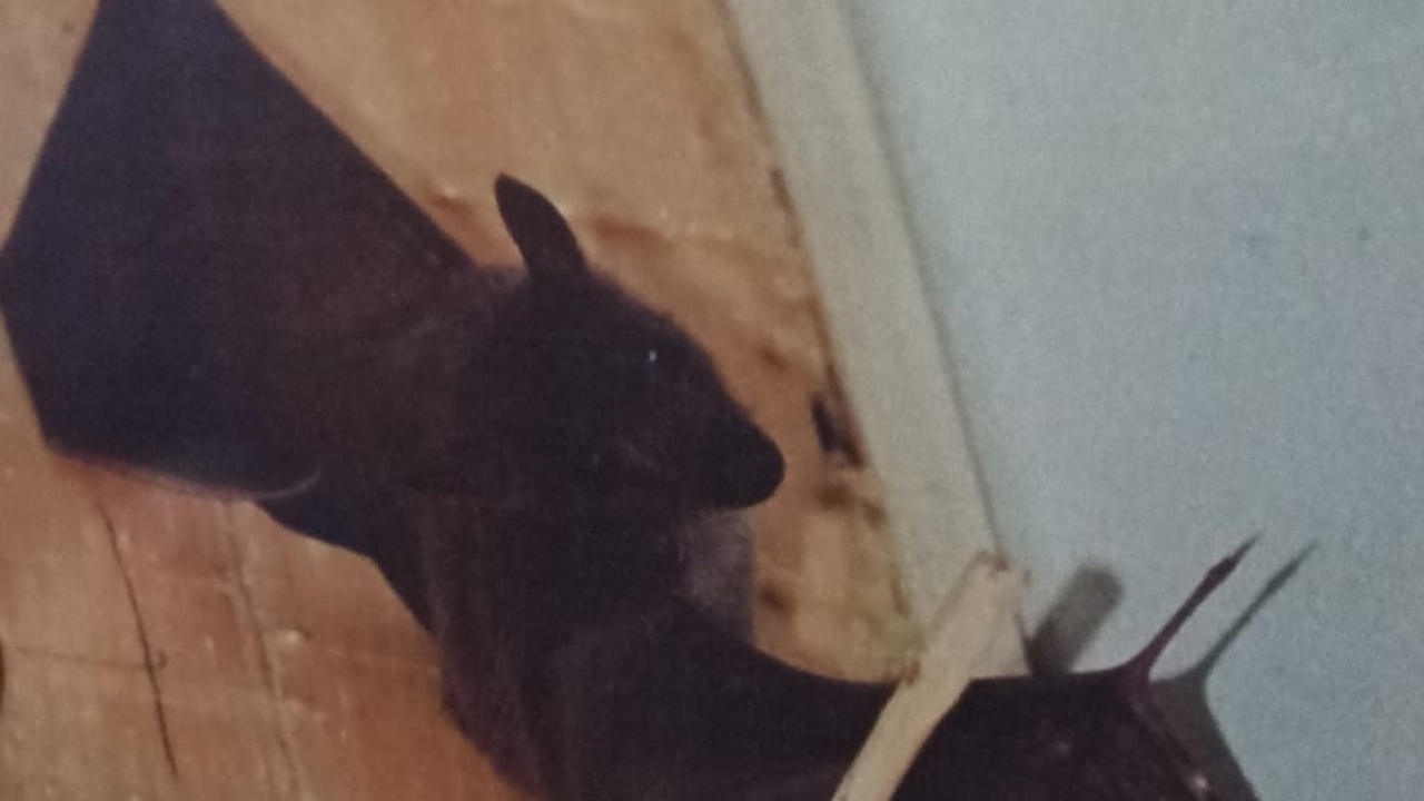 Meyve Yarasası (Rousettus aegyptiacus)