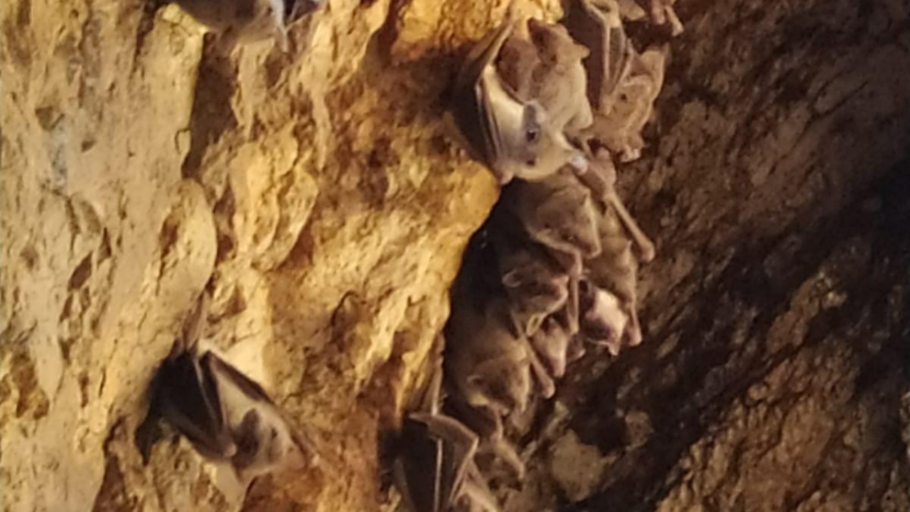 Meyve Yarasası (Rousettus aegyptiacus)