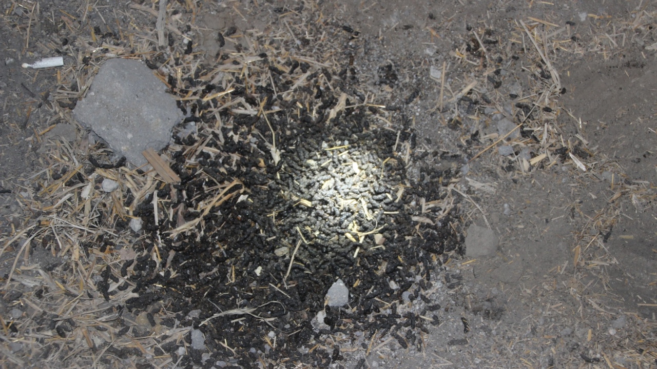 Yarasa dışkıları (Guano)