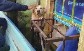 Meksika’da selden kurtarılan köpek sosyal medyada viral oldu