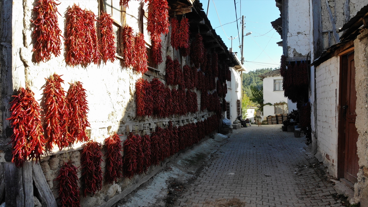 Çukurören köyünde yetiştirilen acı kırmızı biber, tarlada yapılan hasadın ardından kurutma işlemi için kadınlar tarafından özenle iplere diziliyor.