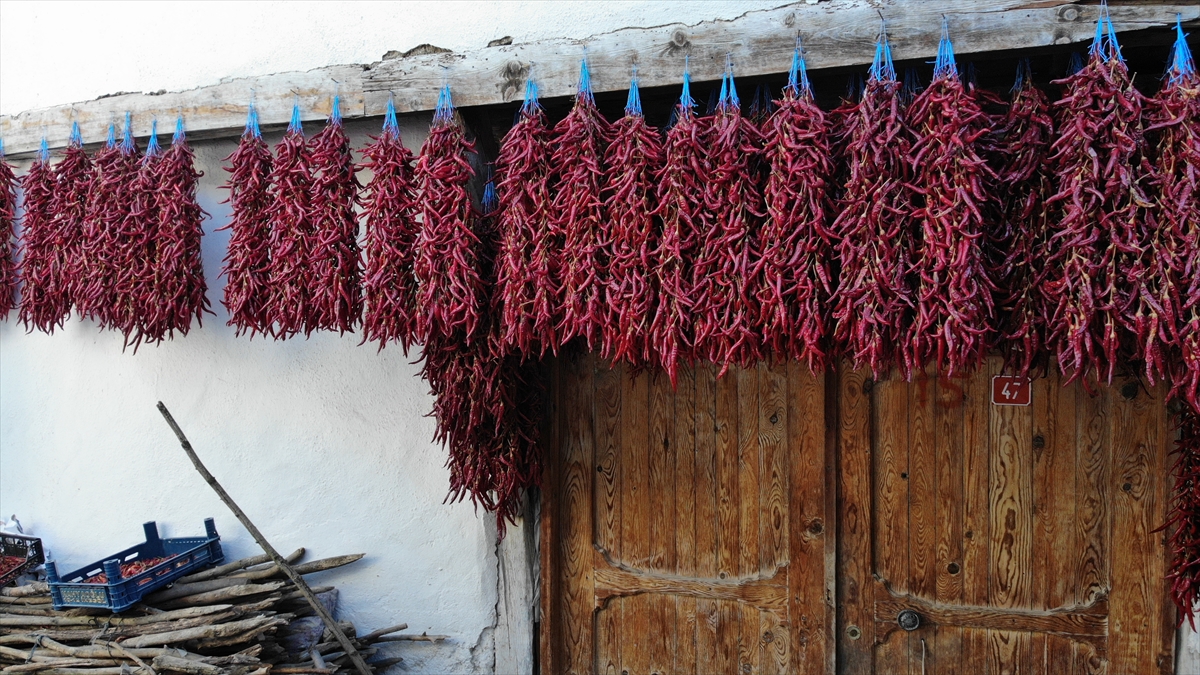 Daha sonra köydeki hemen hemen her evin balkonuna, duvarına ve çatısına asılarak kurutulan kırmızı biberin oluşturduğu görüntü, herkesin dikkatini çekiyor.