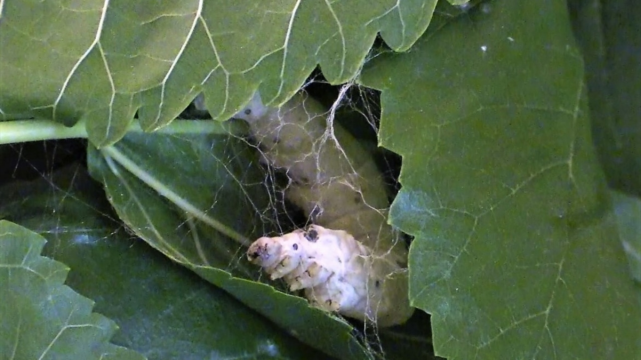 Yumurtaların üreticilere tesliminden koza yapımına kadar geçen sürenin kaydedildiği görüntülerde, ipek böceğinin dönüşümü gözleniyor.