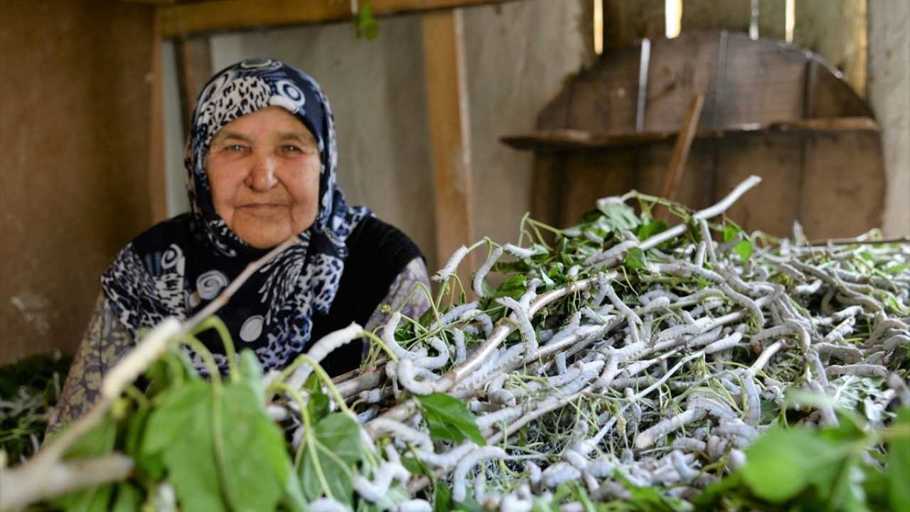 Bilecik Valisi Bilal Şentürk, yaptığı açıklamada, ildeki ipek böceği yetiştiriciliğinin, Kurtuluş Savaşı öncesine dayandığını söyledi.