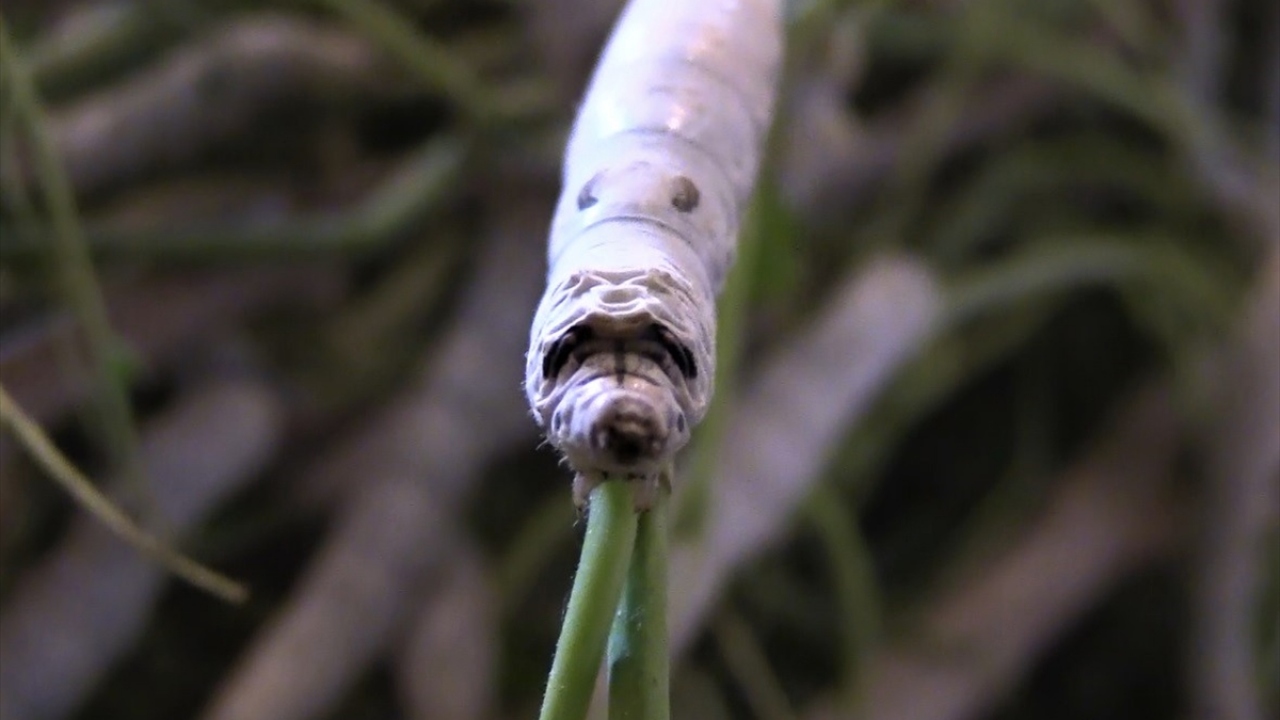 Bölgenin, Osmanlı`nın son döneminde de büyük bir ipek böceği üretim merkezi olduğunu belirten Şentürk, şöyle konuştu: