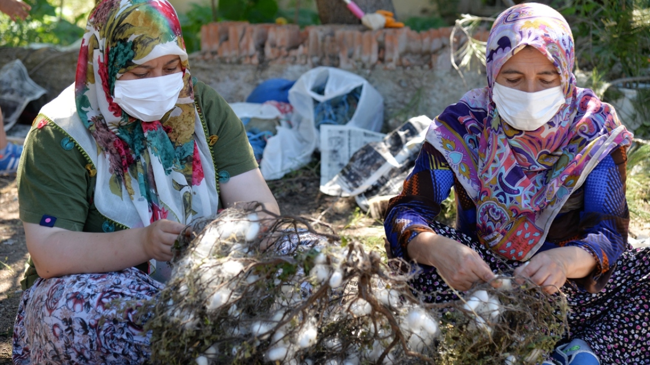 Kozabirlik Yönetim Kurulu Başkanı Ramazan Işık da 2006 yılından beri Türkiye`nin her yerine canlı ipek böceği götürüldüğünü bildirdi.