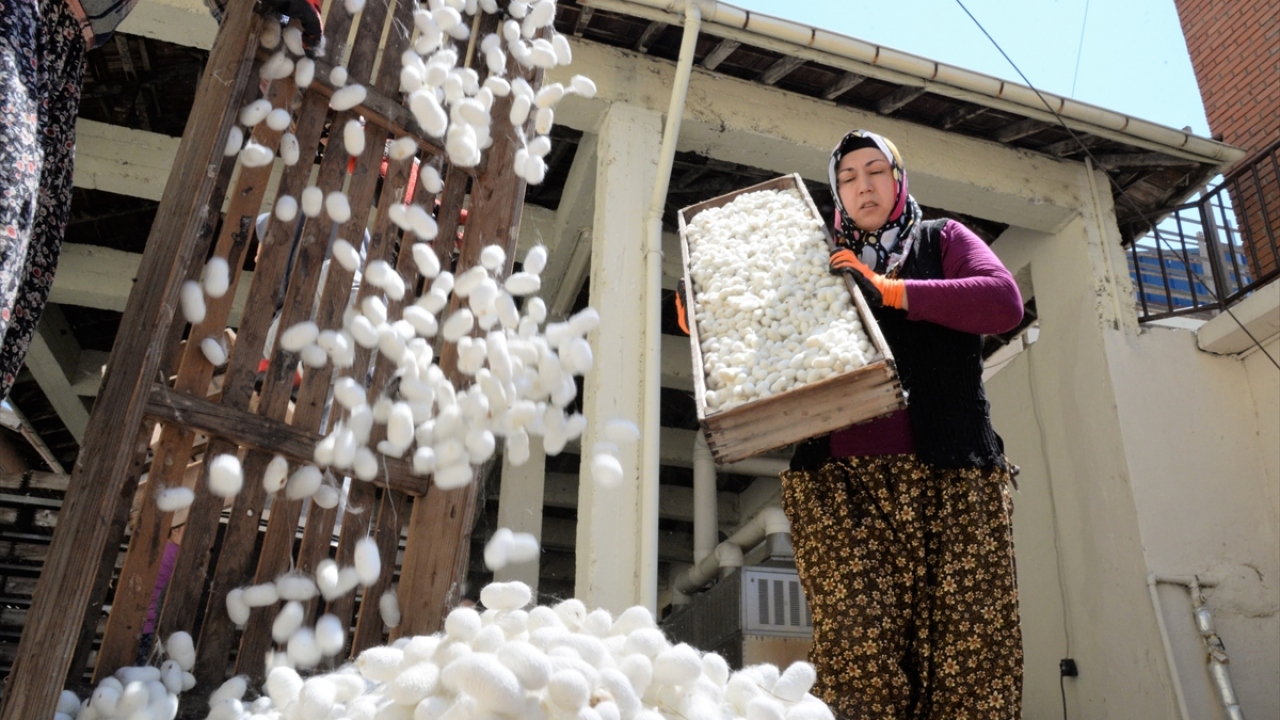 Köylüler ipek böcekçiliğinden memnun
