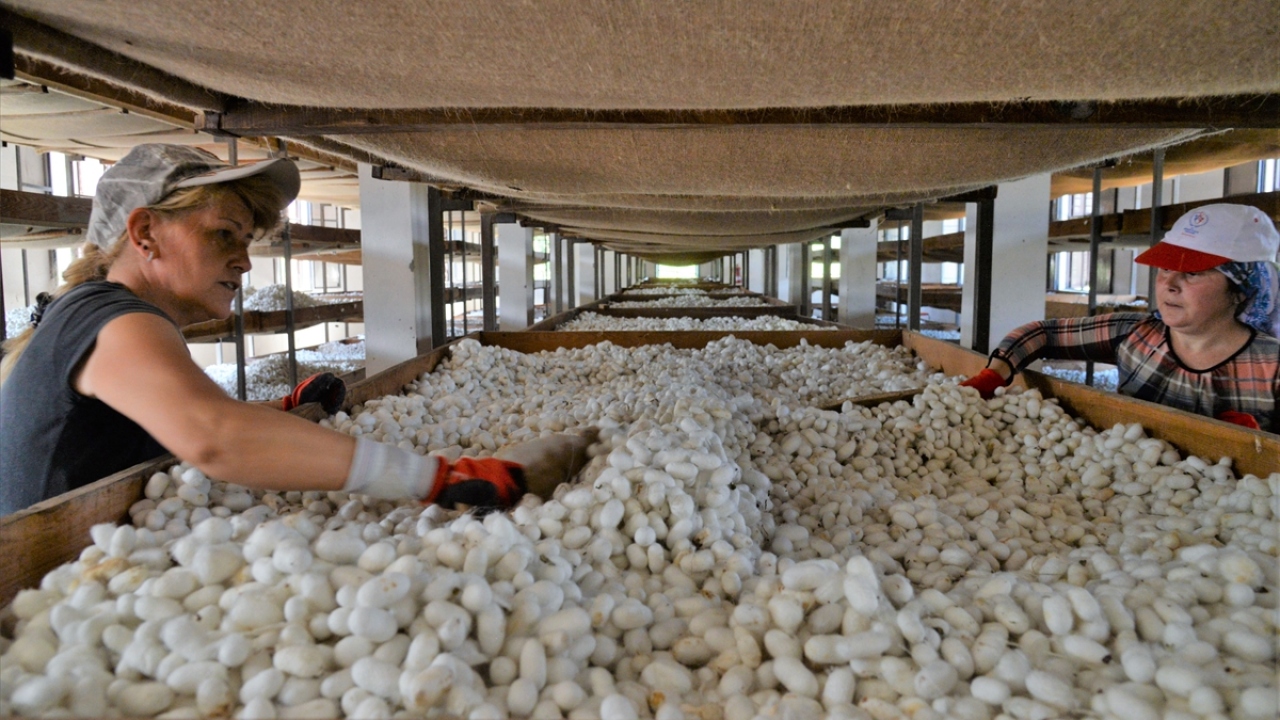 Ev hanımı Yeliz Demirkapı ise eşine katkıda bulunmak için 2-3 yıl araştırma yaptıktan sonra ipek böceği üretime başladığını belirterek artık ailece ipek böcekçiliğiyle uğraştıklarını ifade etti.