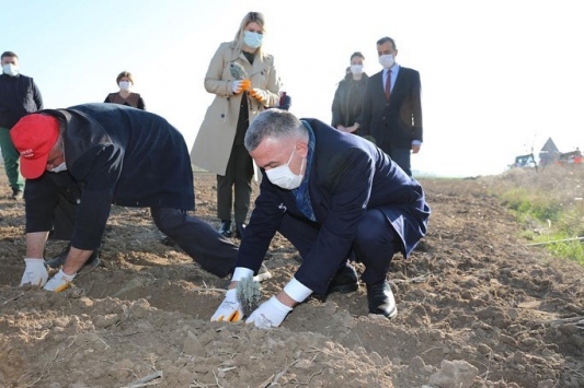 Kırklarelinde kırsal köyler "Mor renkli kraliçe" lavanta ile turizme kazandırılacak