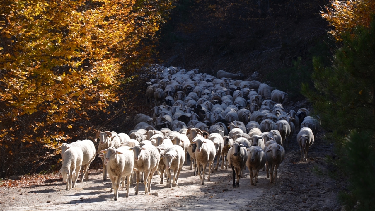 Karakeçili Yörüğü 54 yaşındaki Himmet Uslu, yaptığı açıklamada, çobanlığı anne ve babasını yalnız bırakmamak için tercih ettiğini belirtti. 