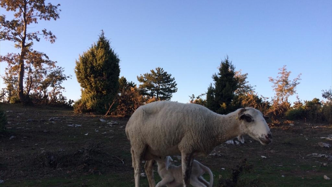 Koyun sürüsünü koruyan çoban köpekleri ise kurt tehdidine karşı ağıl başında nöbet tutuyor. 