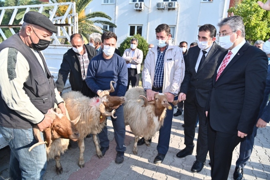 Osmaniyede besicilere koç dağıtıldı