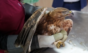 Yaralı şahinler özgürce uçabilmeyi bekliyor