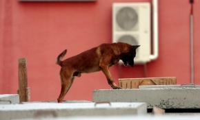 AFAD'ın kahraman köpekleri