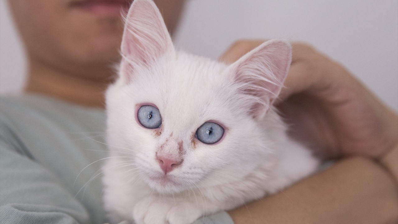 Gerekli izinlerin alınmasının ardından kediyi sahiplenen Sun, yaptığı açıklamada, Van kedisine sahip olmaktan duyduğu heyecanı dile getirdi.