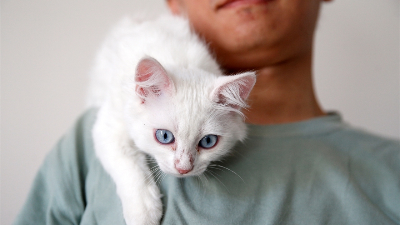 Binlerce kilometre katedip Kayseri`ye ulaşan Sun, zorlu yolculuğun ardından çok isteği Van kedisine sahip olmanın mutluluğunu yaşadı.