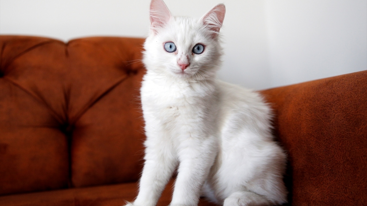 Çin`den Türkiye`ye gelirken zorlandı