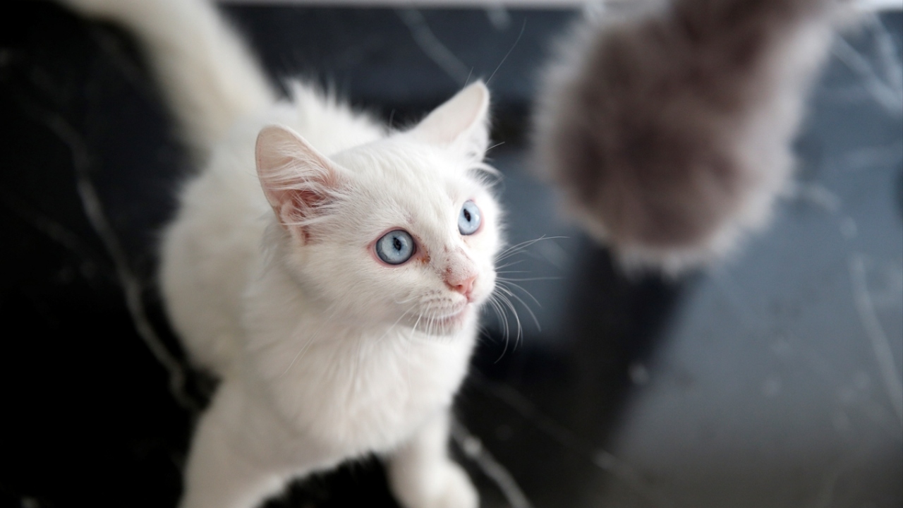 Van kedisi medya programına da çıkacak