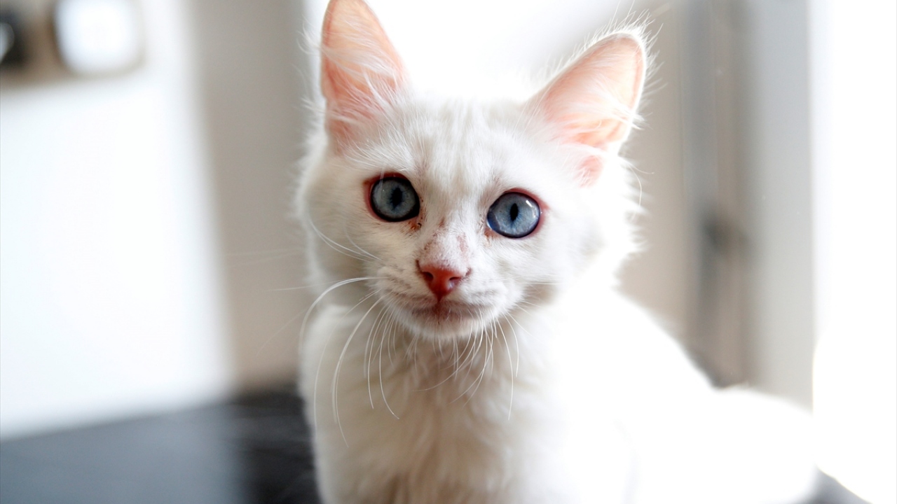 "Programda Türkiye`deki Van kedisi tarihini ve kültürünü anlatacağım." diyen Sun, Çin`de bu kedi türünün bulunmadığını söyledi.