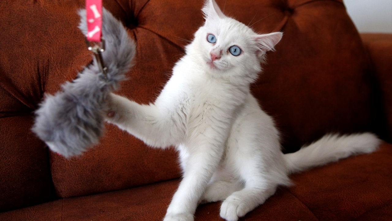 Sun, Türkiye`ye geliş gidiş harcamalarının yaklaşık 6-7 bin avroyu bulduğunu ifade ederek kedisini evine götürmekten duyduğu mutluluğu dile getirdi.