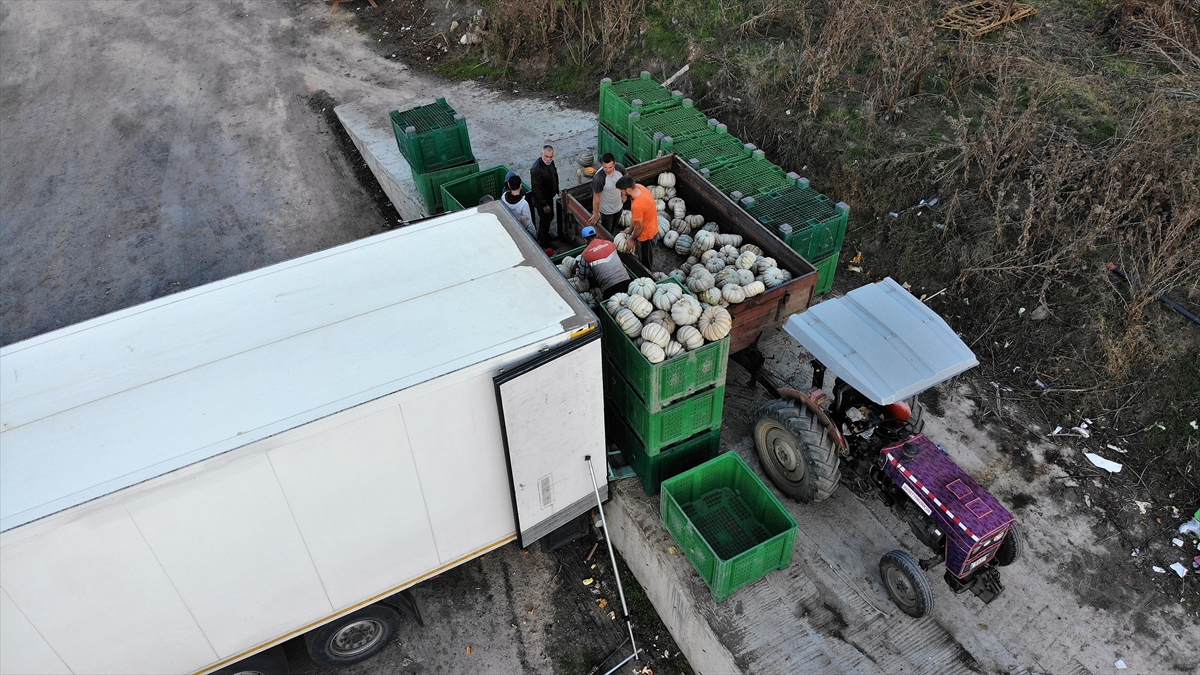 Türkiye`de sofraları süsleyen kestane kabağını hasat edebilmek için sabahın ilk ışıklarında tarlalarına giden üreticiler, ürünlerini dalından koparır koparmaz satıcısına teslim ediyor. 