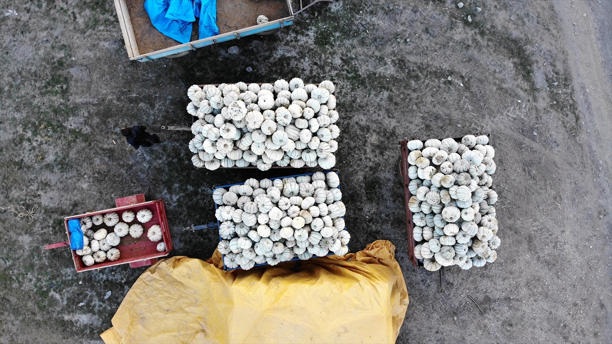 Kızıldamlar Köyü Muhtarı Mustafa Gezen, kabak hasadında heyecanın başladığını ifade etti.