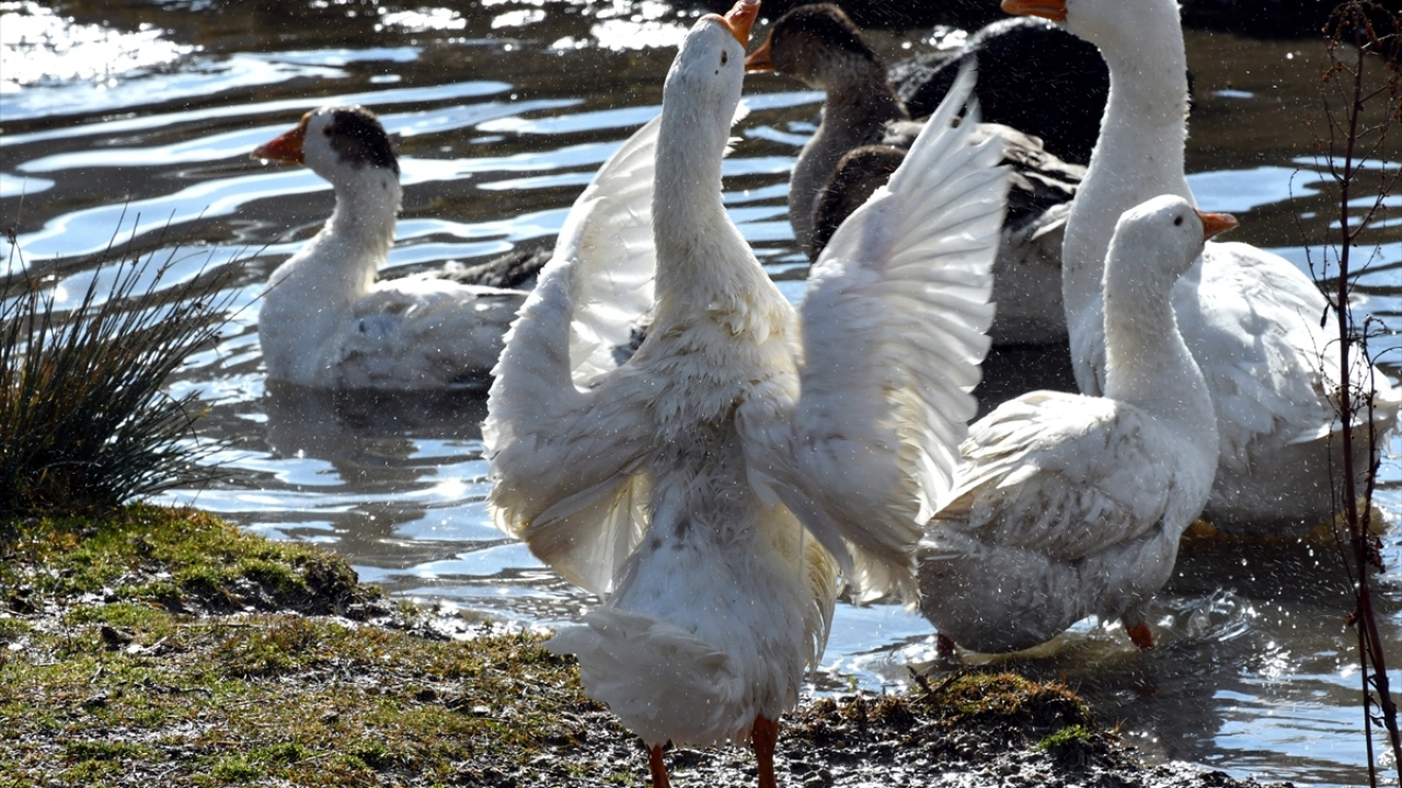 Türkiye`nin farklı yerlerinden gelen talepler üzerine hummalı bir çalışma yürüten Çubuk, kazları 180 ila 200 lira arasında satışa sunuyor. 