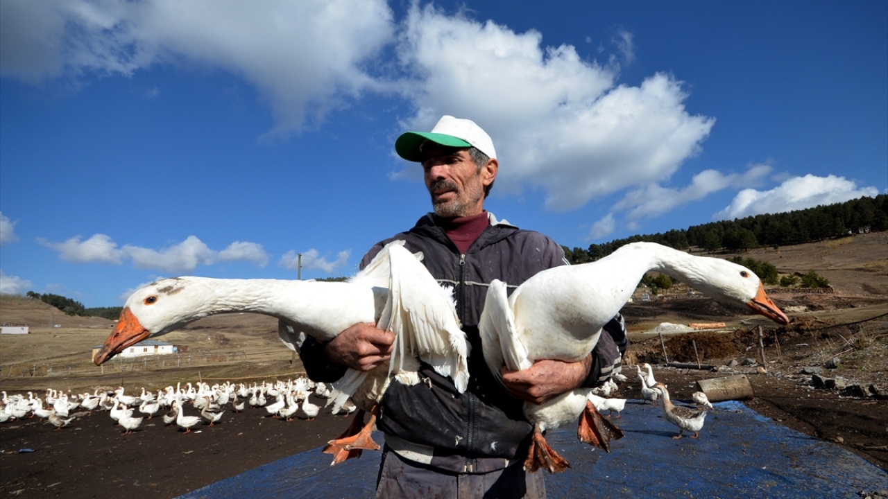 Emekli memur Mustafa Çubuk, hobi olarak kurduğu çiftlikte 800 kaz ile üretime başladığını söyledi.