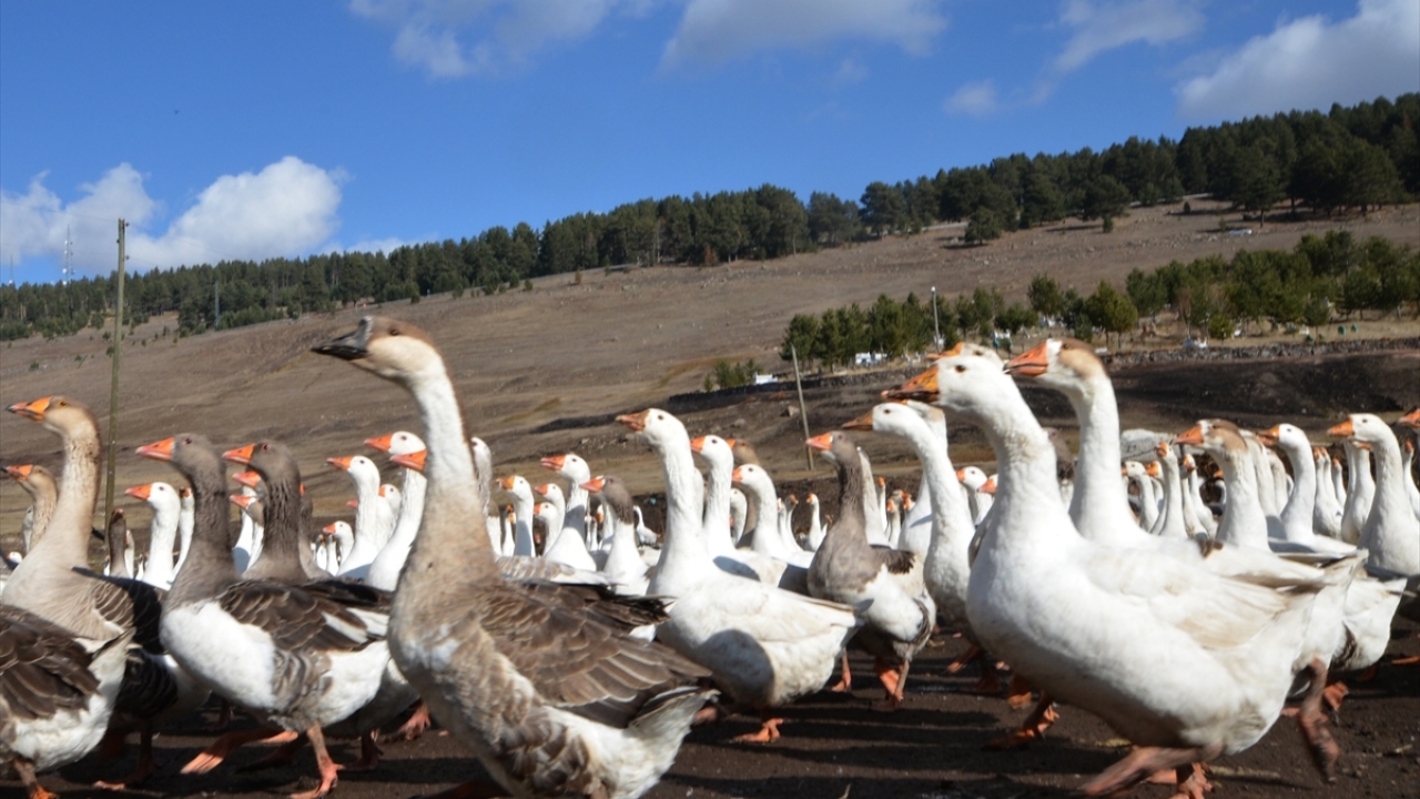 Sarıçam ormanlarındaki mera ve sulak alanlarda kazların bakımını yaparak üretimini arttıran Çubuk, kış mevsiminin yaklaşmasıyla birçok ilden gelen siparişleri yetiştirmek için kaz kesimine koyuldu.