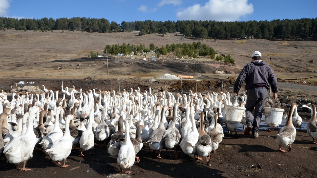 Konya`nın Selçuklu Belediyesinden emekli olduktan sonra doğup büyüdüğü Sarıkamış ilçesine 15 kilometre uzaklıktaki Handere köyüne yerleşen Çubuk, geçen yıl kurduğu çiftlikte, Kars kazı, Alman linda ve Çin kazı yetiştirmeye başladı.
