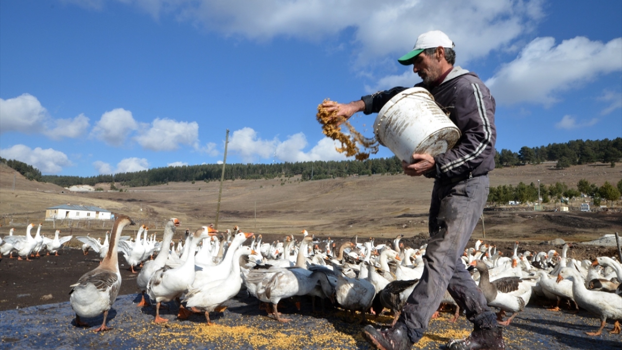 "Kars bölgesi kaz üretimi için elverişli"