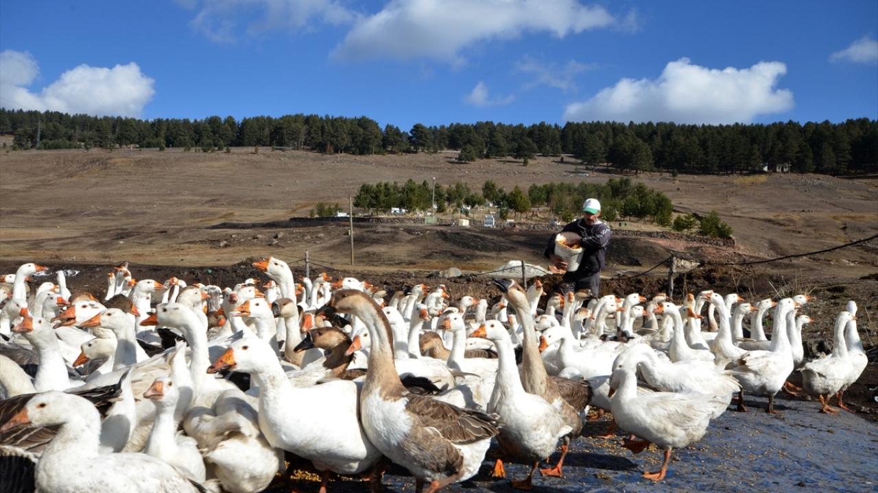 Çubuk, Kars kazının yanında iki farklı tür daha yetiştirdiğini belirterek, şöyle konuştu:
