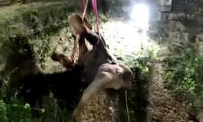 Kuyuya düşen fil böyle kurtarıldı