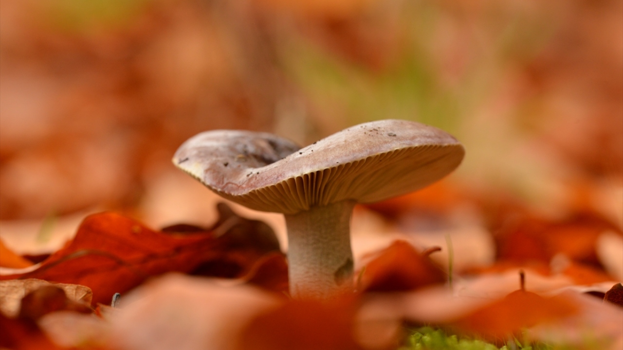 Ormanlar son günlerde de fotoğraf tutkunlarına ev sahipliği yapıyor.