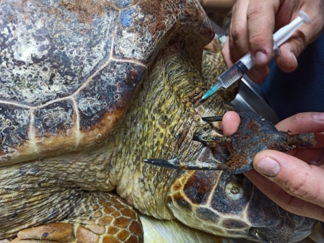 Antalyada yaralı halde bulunan caretta caretta Muğlada tedavi ediliyor