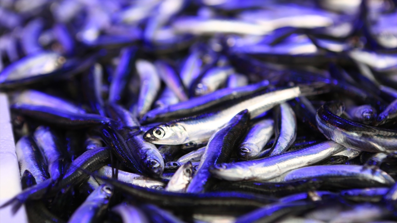 Karadeniz Bölgesi`nde deniz mahsulleri arasında en çok tüketilen ve kış aylarının vazgeçilmezleri arasında yer alan hamsi, havaların soğumaya başlamasıyla palamuttan sonra tezgahlarda yerini aldı.