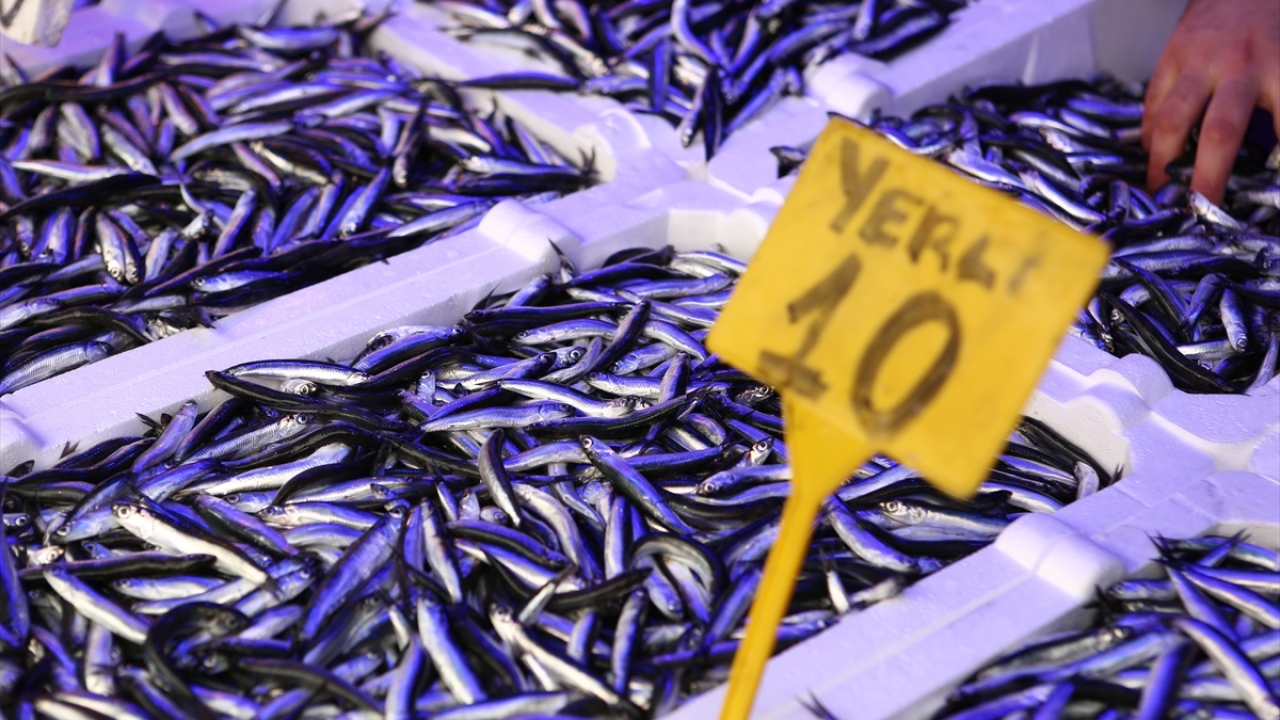 Balıkçı Mehmet Can Örsaloğlu da satışlardan memnun olduklarını ancak hamsinin biraz daha büyümesini, irileşmesini beklediklerini söyledi.