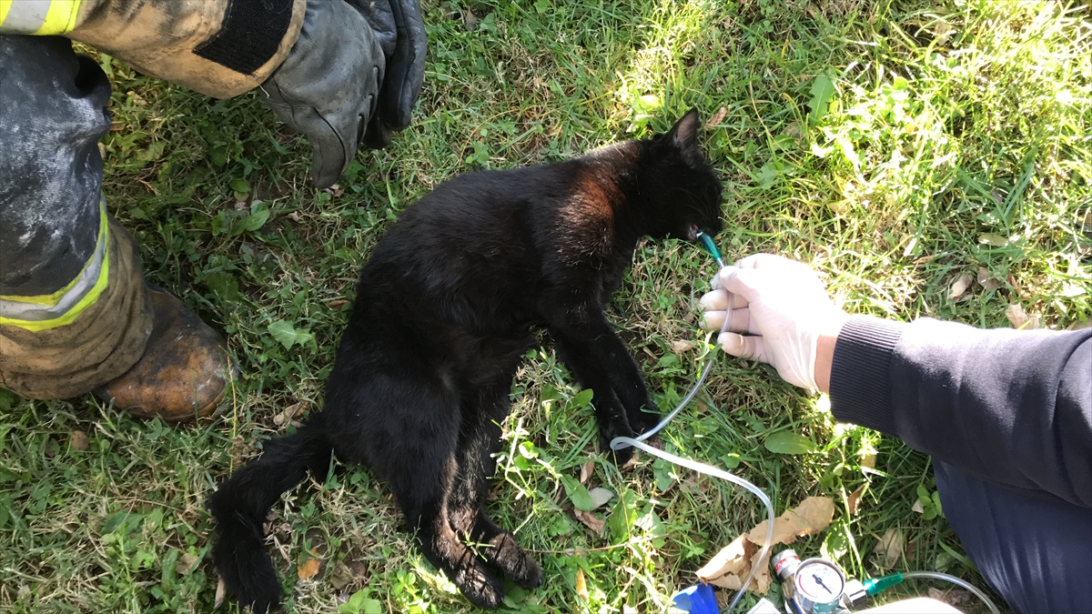 Alevlerin artması nedeniyle 4 kişilik aile "Garson" ve "Benek" isimli kedilerini alamadan dışarıya çıktı.