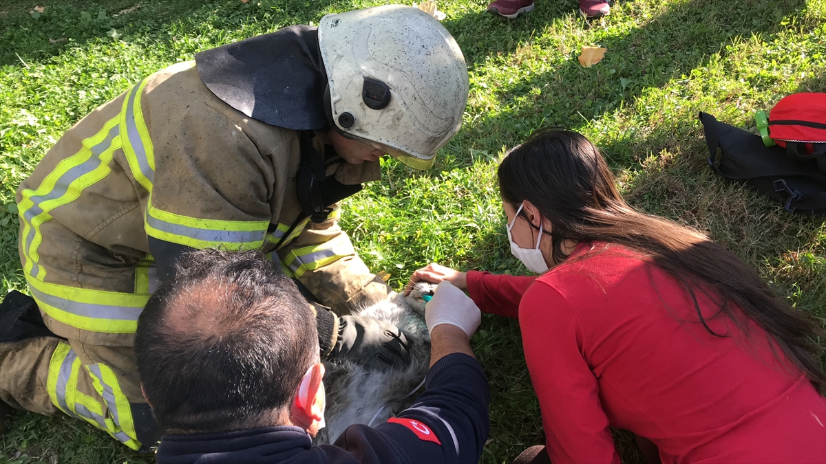 Bunun üzerine daireye giren itfaiye erleri, baygın haldeki hayvanları kurtardı.