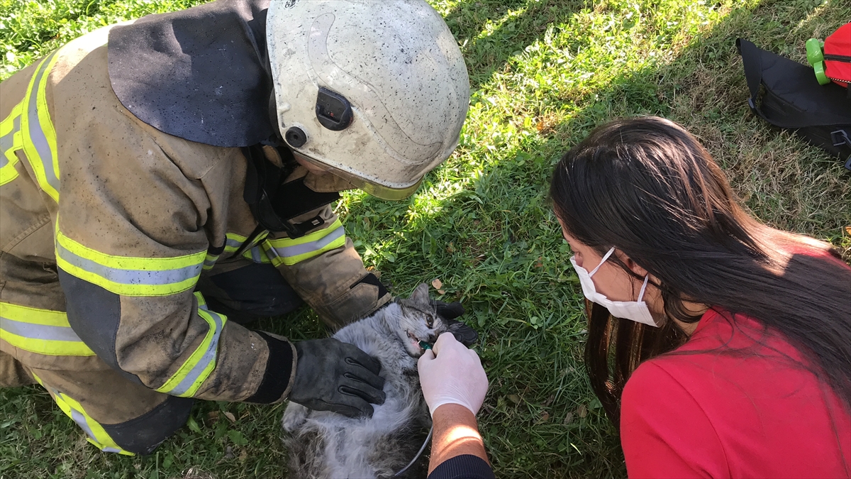 Sokak üzerindeki çimlerin üzerine yatırılan kedilere 112 Acil Servis ekipleri kalp masajı yaptı. 