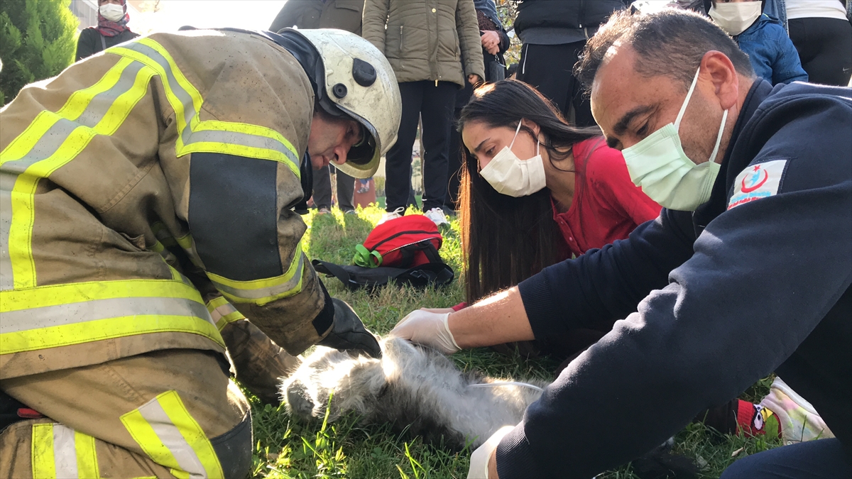 Sağlık ekipleri, kalpleri yeniden atmaya başlayan hayvanlara uzun süre oksijen verdi.