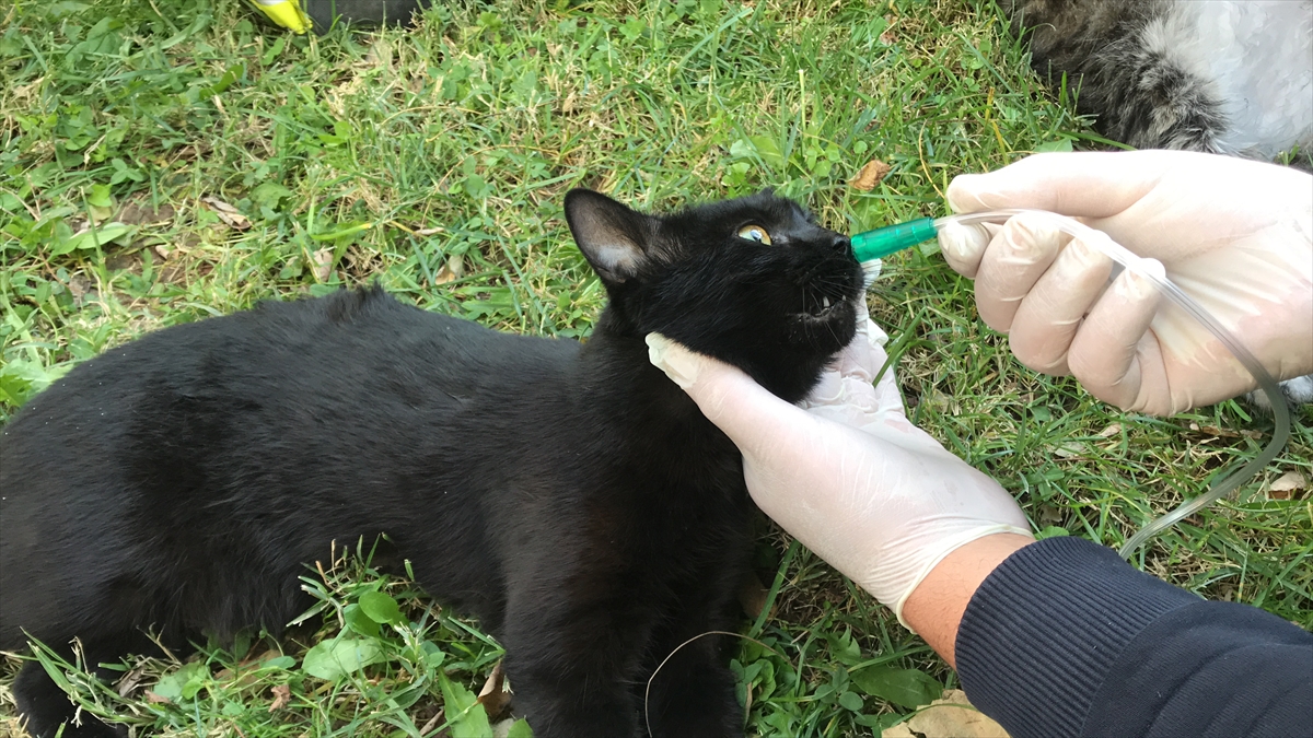 Hayvanların hareketlenmeye başlaması üzerine Garson ve Benek`i kucaklarına alan kız kardeşler, bir vatandaşın otomobiliyle kedileri veteriner hekime götürdü.