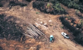 Yanan ormanlık alanlar yeniden yeşilleniyor